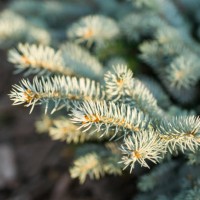 small blue spruce grow in garden in summer. fir tree and copy space - garden decoration stock pictures, royalty-free photos & images