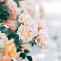 small pink roses bloom on a bush in the summer in the garden. selective focus. - garden decoration stock pictures, royalty-free photos & images