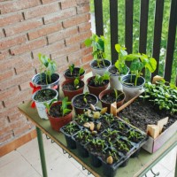 small urban vegetable seedbed - garden decoration stockfoto's en -beelden