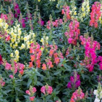 snapdragon diversity - garden decoration stock pictures, royalty-free photos & images