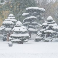 snow covered trees - garden decoration stock pictures, royalty-free photos & images