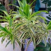 song of india dracaena reflexa - garden decoration stock pictures, royalty-free photos & images