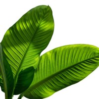 spathiphyllum wallisei leaf tropical isolated on white background. leaves of spathiphyllum cannifolium. abstract green dark texture. nature background. tropical leaf - home decoration stock pictures, royalty-free photos & ima