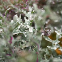 spiky purple ornamental cabbage with leaves in green and purple shades close-up view in autumn. - garden decoration stock pictures, royalty-free photos & images