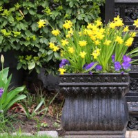 spring blooms in yellow and violet - garden decoration stock pictures, royalty-free photos & images