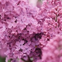 spring collection of holiday cards with pink, lilac early flowers. floral wallpaper - garden decoration stock pictures, royalty-free photos & images