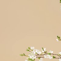 spring flowers design - branches of white cherry blossom isolated on pastel cream beige background with copy space. - garden decoration stock pictures, royalty-free photos & images