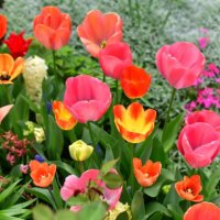 spring flowers in bloom - garden decoration stock pictures, royalty-free photos & images