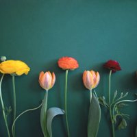 spring flowers lie on a green background. - garden decoration stock pictures, royalty-free photos & images