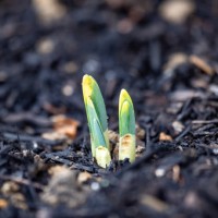 spring is coming - garden decoration stock pictures, royalty-free photos & images
