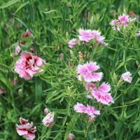 springtime - garden decoration stock pictures, royalty-free photos & images