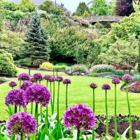 springtime flowers - garden decoration stock pictures, royalty-free photos & images