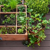 Square foot gardening by planting flowers, herbs and vegetables in wooden box on balcony.