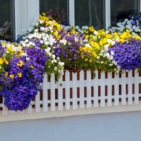 St Mawes, Cornwall, England, UK, Blue, yellow, white flowers in a white picket fenced window box outside a cottage in St Mawes a coastal village in...