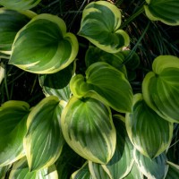 stacked heart-shaped leaves - garden decoration stock pictures, royalty-free photos & images