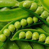 stacked opened fresh green peas with water droplets - food stock pictures, royalty-free photos & images