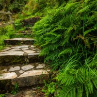 staircase in green fern. asturias, spain - garden decoration stockfoto's en -beelden