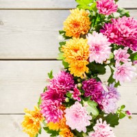 still life of colorful chrysanthemum plants on wooden background, directly above shot of planting flowers in garden - garden decoration stock-fotos und bilder