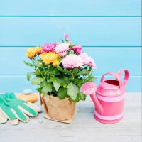 still life of potted colorful chrysanthemum plants and pink watering can in front of blue painted wooden wall in summer - garden decoration stock pictures, royalty-free photos & images