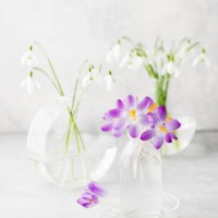 still life with purple crocus and white snowdrop flowers and in small glass vases - garden decoration stock pictures, royalty-free photos & images
