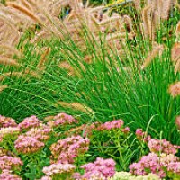 stonecrop (sedum) and fountain grass (pennisetum) - panoramic (v) - garden decoration stock pictures, royalty-free photos & images