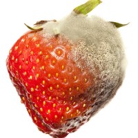 strawberry gray mold disease - food stock pictures, royalty-free photos & images