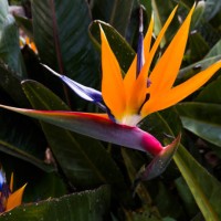 strelitzia reginae bird of paradise flower in the island of la palma. - garden decoration stock pictures, royalty-free photos & images
