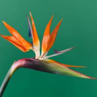 strelitzia tropical flower stem. exotic plant. - garden decoration stock pictures, royalty-free photos & images