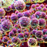 streptococcus. - food stock pictures, royalty-free photos & images