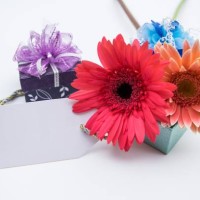studio macro of mother's day flowers with soft shadows against a white background - garden decoration stock pictures, royalty-free photos & images