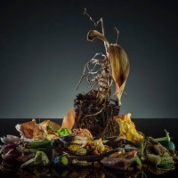 studio shot of organic waste - food stock pictures, royalty-free photos & images