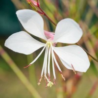 sublime white flowers in close-up - garden decoration stock pictures, royalty-free photos & images
