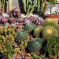 succulent garden combination - garden decoration stockfoto's en -beelden