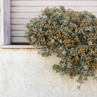 succulent on window sill - garden decoration stock pictures, royalty-free photos & images