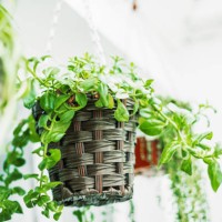 succulent plant hanging at home - garden decoration stock pictures, royalty-free photos & images