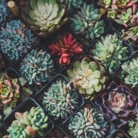 succulent plants - garden decoration stock pictures, royalty-free photos & images