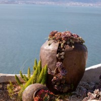 succulent plants in a broken jar - garden decoration stock pictures, royalty-free photos & images