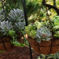 succulent plants in hanging baskets in a garden after a rain shower - garden decoration stock pictures, royalty-free photos & images