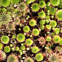 succulents - garden decoration stock pictures, royalty-free photos & images