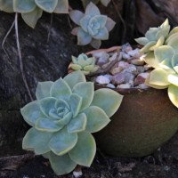 succulents 4 by charissa lotter (de scande) - garden decoration stock pictures, royalty-free photos & images