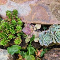 succulents 57 - garden decoration stockfoto's en -beelden