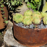 succulents 5 by charissa lotter (de scande) - garden decoration stock pictures, royalty-free photos & images