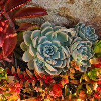 succulents 72 - garden decoration stock pictures, royalty-free photos & images
