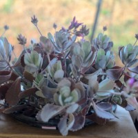succulents have this name because they retain much liquid. these plants are typical of the african continent and are great for those who do not have much time or talent to take care of plants! many people confuse the succulen