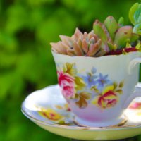 succulents in a teacup - garden decoration stock pictures, royalty-free photos & images