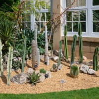 summer display of cacti at sheffield botanical gardens, england, uk - garden decoration stock pictures, royalty-free photos & images