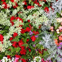 summer flowerbed with annual plants - garden decoration stock pictures, royalty-free photos & images