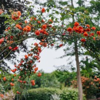 summer flowering pink climbing roses on a wooden garden arch in an garden - garden decoration stock pictures, royalty-free photos & images