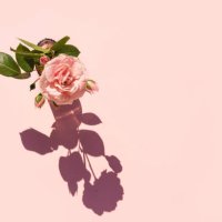 summer scene with pink rose flower in the vase. sun and shadow. minimal nature background. - garden decoration stock pictures, royalty-free photos & images