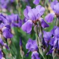 summer spring flower picture of bright blue irises - garden decoration stock pictures, royalty-free photos & images